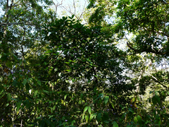 Alseodaphne semecarpifolia