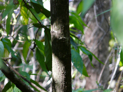 Alseodaphne semecarpifolia