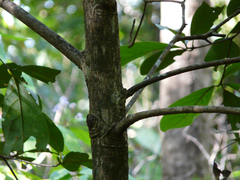 Alseodaphne semecarpifolia