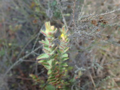 Gnidia humilis