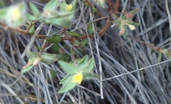 Gnidia humilis