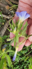 Convolvulus tricolor image