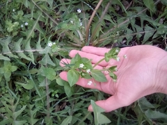 Stellaria