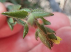 Gnidia humilis