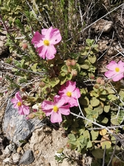 Cistus parviflorus