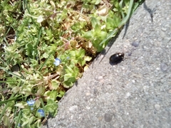 Coleoptera