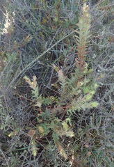 Gnidia humilis