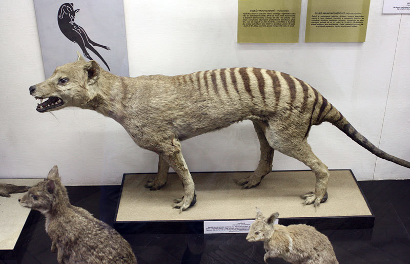 Thylacine - Wikipedia