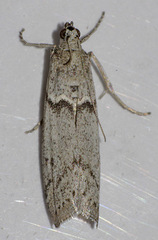 Myelopsis alatella