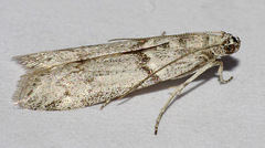 Myelopsis alatella