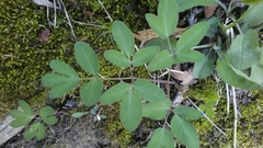 Taenidia
