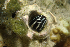 Kamohara Blenny photo 4