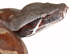 Blood Python photo 2