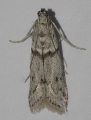Myelopsis alatella