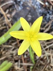 Hypoxis juncea