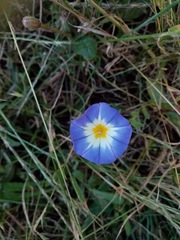 Convolvulus tricolor