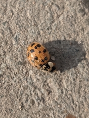 Harmonia axyridis