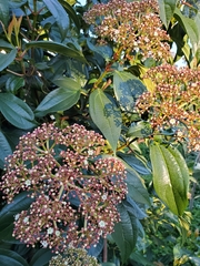 Viburnum cinnamomifolium