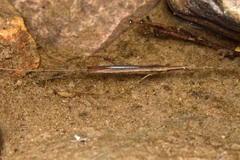 Ranatra quadridentata