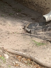 Leiocephalus carinatus