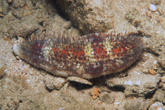 Actinopyga capillata