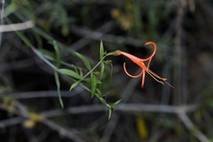 Anisacanthus linearis