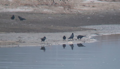 Corvus macrorhynchos