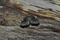 Lepidoptera