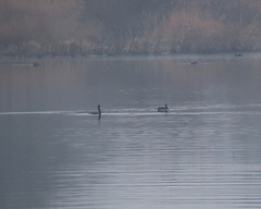 Phalacrocorax carbo