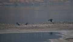 Corvus macrorhynchos