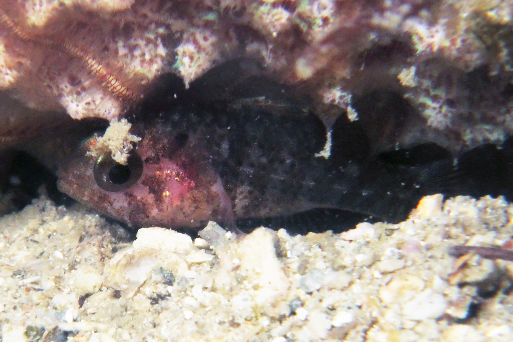 Dwarf Cardinalfish