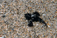 Eurypegasus draconis