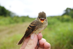 Cnemotriccus fuscatus