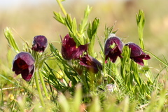 Pulsatilla rubra