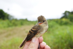 Cnemotriccus fuscatus