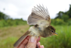 Cnemotriccus fuscatus