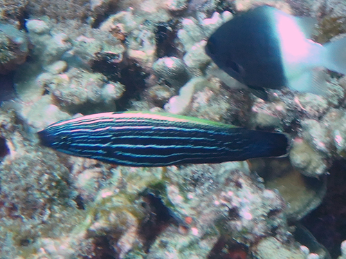 Blacklobe Wrasse