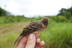 Cnemotriccus fuscatus