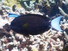 Acanthurus thompsoni