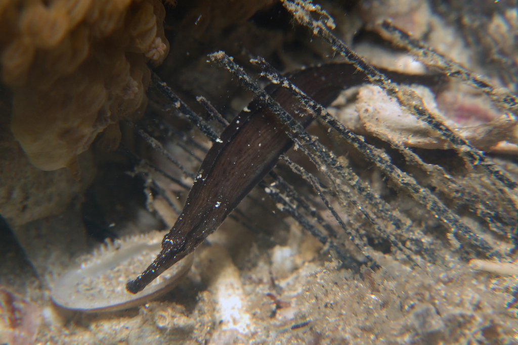 Short-bodied Pipefish