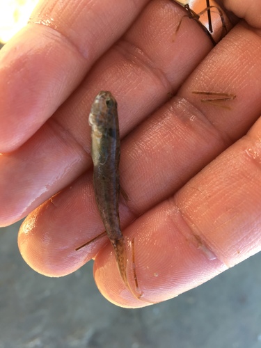 Ctenogobius boleosoma