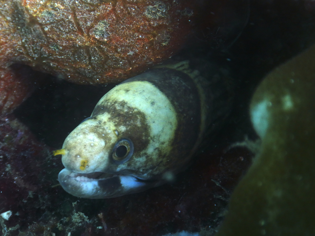 Barred moray
