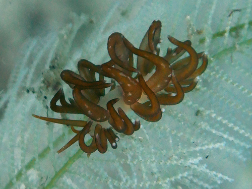 Trinchesia acinosa