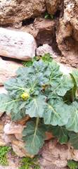 Hyoscyamus albus