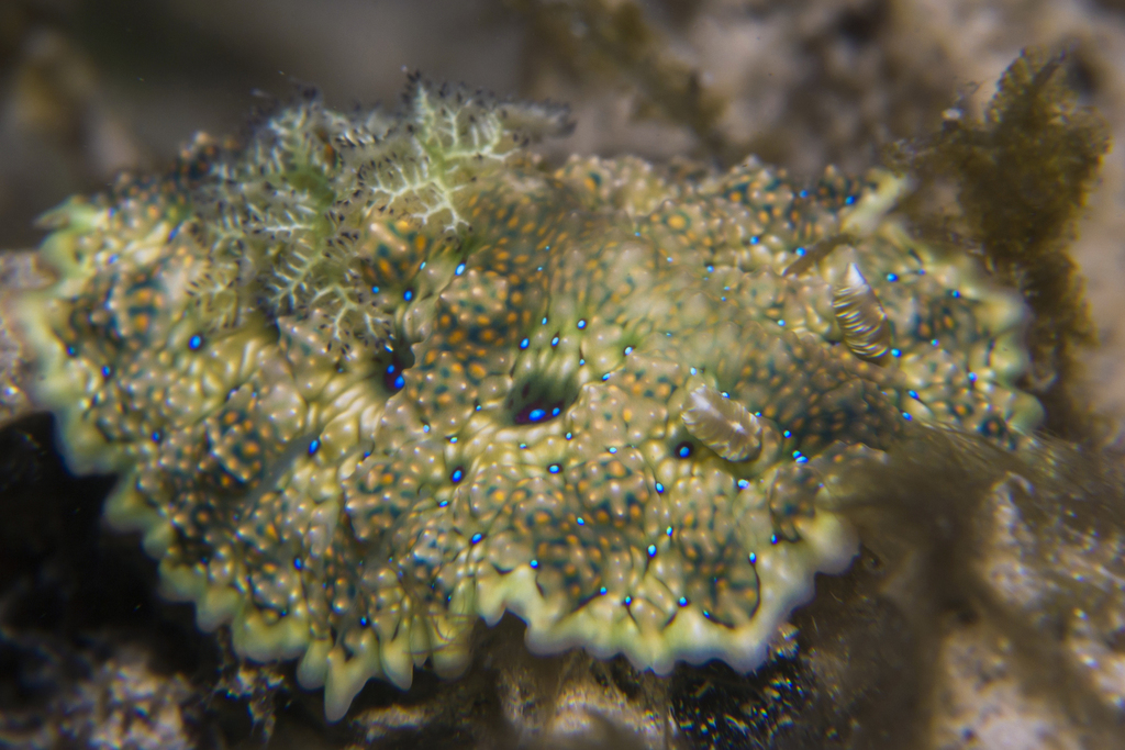 Pancake Lobe-margin Dorid