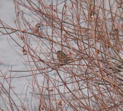 Emberiza spodocephala