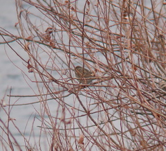 Emberiza spodocephala
