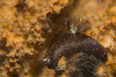 Nembrotha