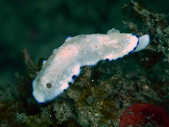 Image of Goniobranchus alius