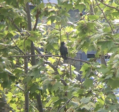 Sturnus unicolor